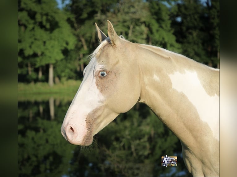 American Paint Horse Mare 6 years 15 hh  in Slocum, TX