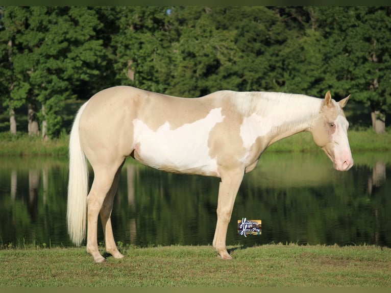 American Paint Horse Mare 6 years 15 hh  in Slocum, TX