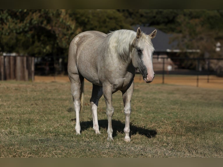 American Paint Horse Mare 6 years 15,1 hh Palomino in Cleburne