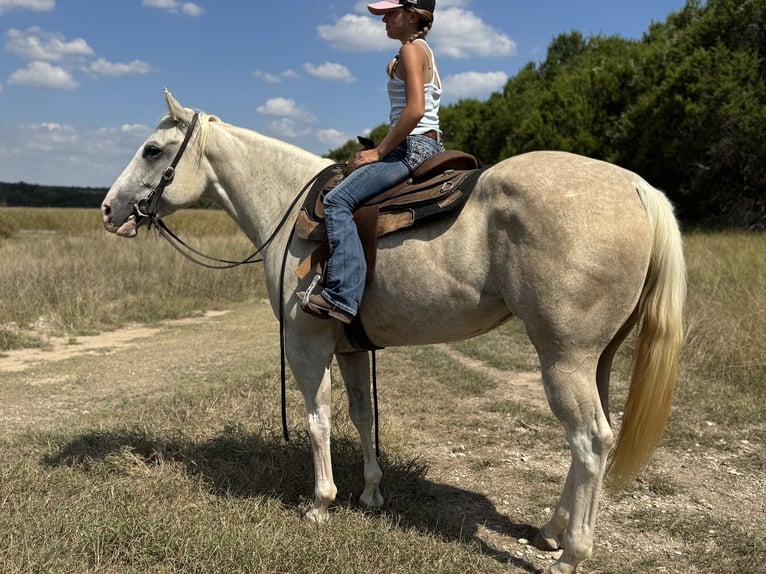 American Paint Horse Mare 6 years 15,1 hh Palomino in Cleburne