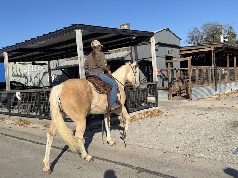 American Paint Horse Mare 6 years 15,1 hh Palomino in Cleburne