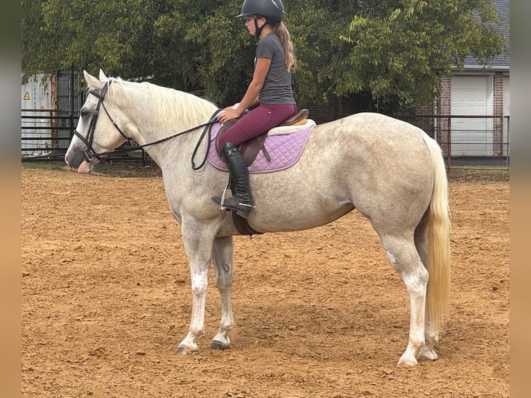 American Paint Horse Mare 6 years 15,1 hh Palomino in Cleburne