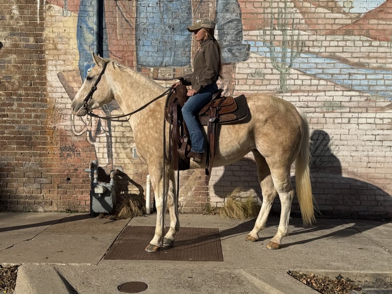 American Paint Horse Mare 6 years 15,1 hh Palomino in Cleburne