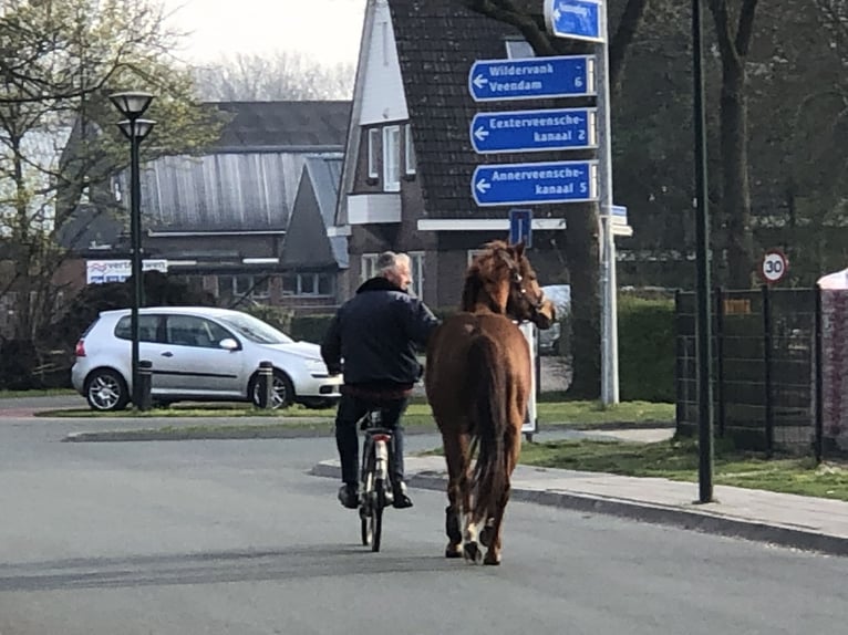 American Paint Horse Mare 6 years 15,2 hh Chestnut-Red in Eexterveenschekanaal