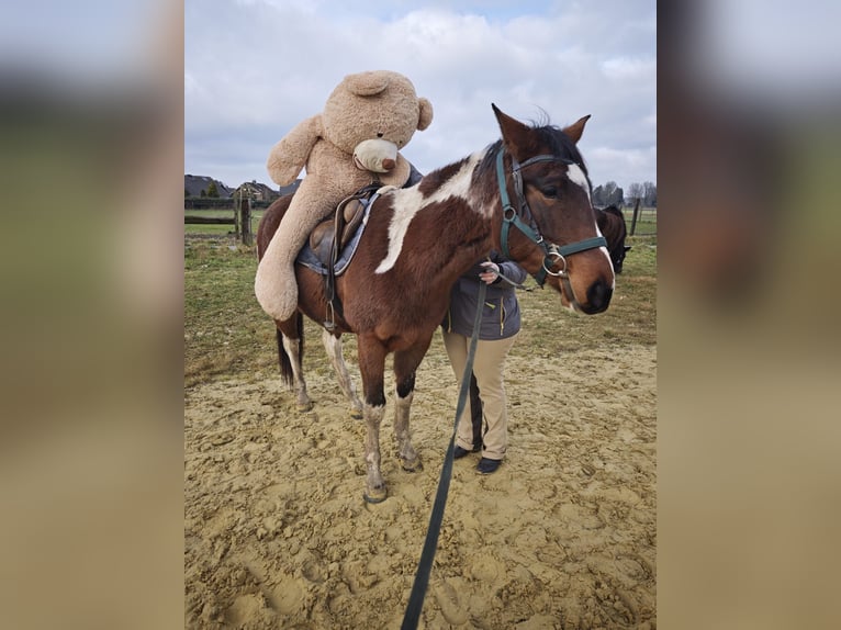 American Paint Horse Mare 6 years 15,2 hh Tobiano-all-colors in Brüggen