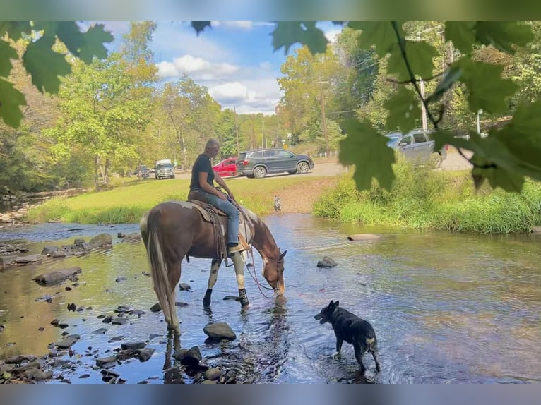 American Paint Horse Mare 6 years 16,1 hh Tobiano-all-colors in New Holland