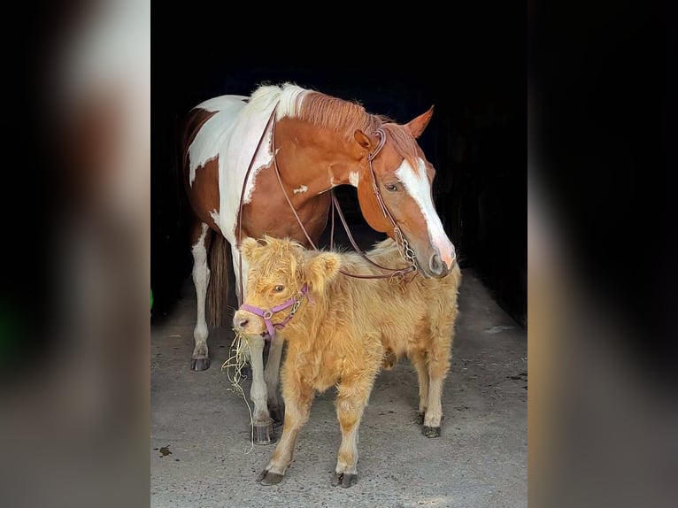 American Paint Horse Mare 6 years 16,1 hh Tobiano-all-colors in New Holland