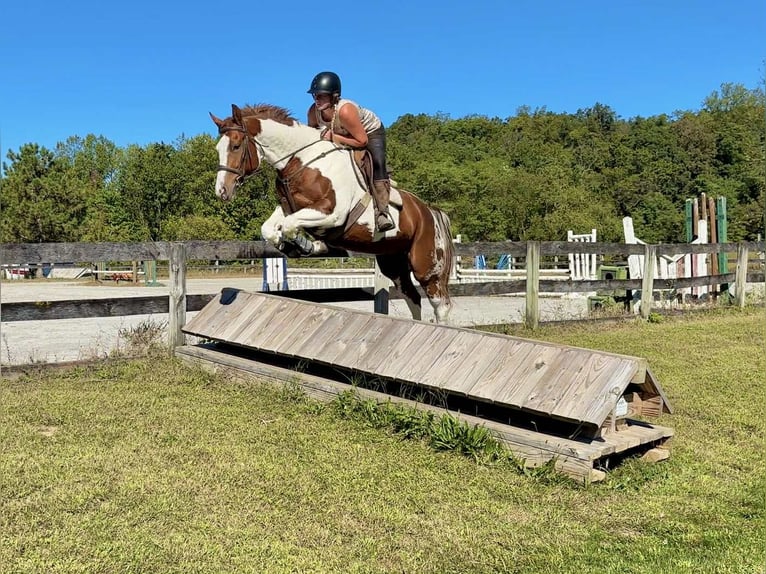 American Paint Horse Mare 6 years 16,1 hh Tobiano-all-colors in New Holland