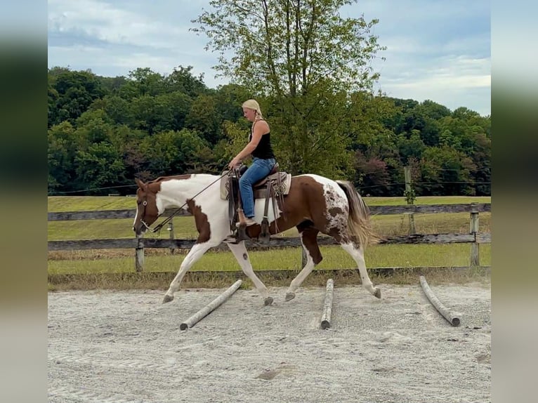 American Paint Horse Mare 6 years 16,1 hh Tobiano-all-colors in New Holland