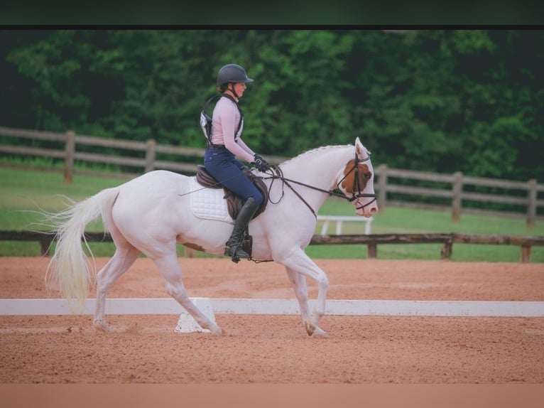 American Paint Horse Mare 6 years Tovero-all-colors in Kaufman