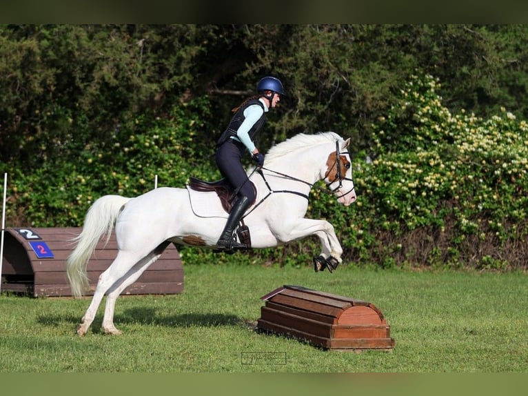 American Paint Horse Mare 6 years Tovero-all-colors in Kaufman