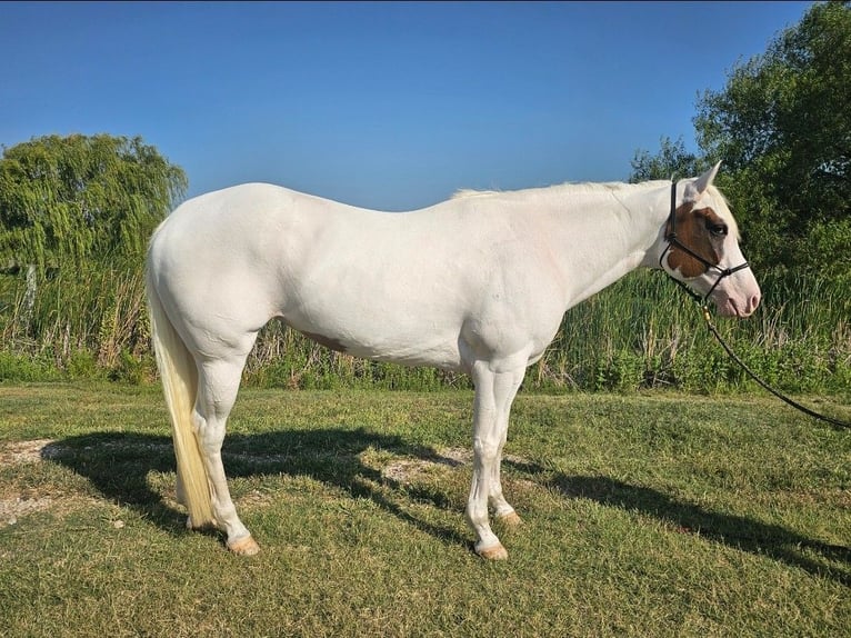 American Paint Horse Mare 6 years Tovero-all-colors in Kaufman