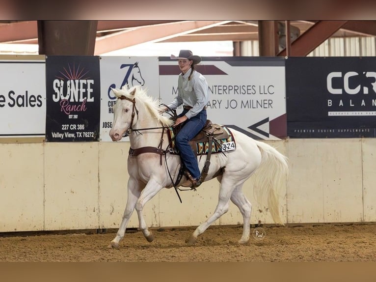 American Paint Horse Mare 6 years Tovero-all-colors in Kaufman