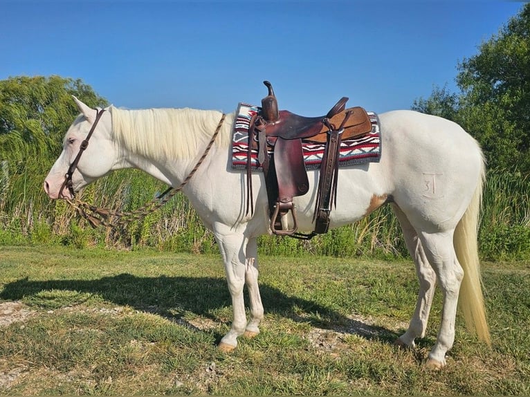 American Paint Horse Mare 6 years Tovero-all-colors in Kaufman