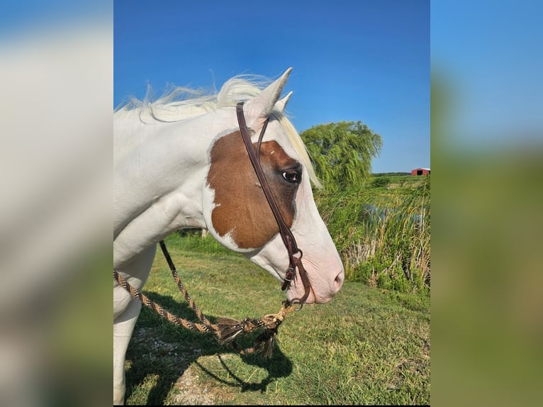 American Paint Horse Mare 6 years Tovero-all-colors in Kaufman