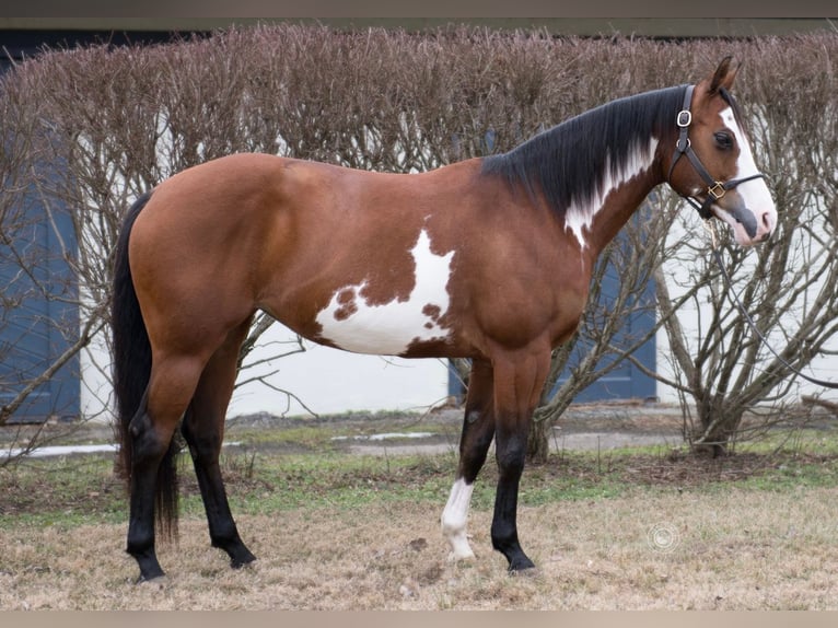 American Paint Horse Mare 7 years 14.1 hh Bay in La Grange