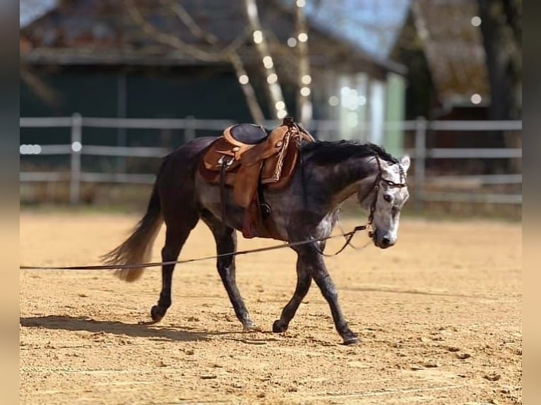 American Paint Horse Mare 7 years 14.2 hh Grey in Ahlerstedt