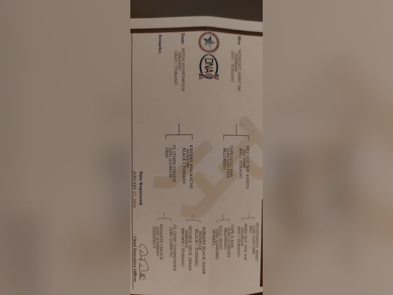 American Paint Horse Mare 7 years 14.2 hh Grey in Ahlerstedt