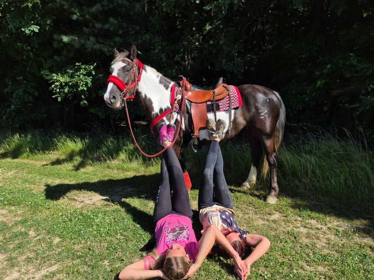 American Paint Horse Mare 7 years 14.2 hh Overo-all-colors in Linkenbach