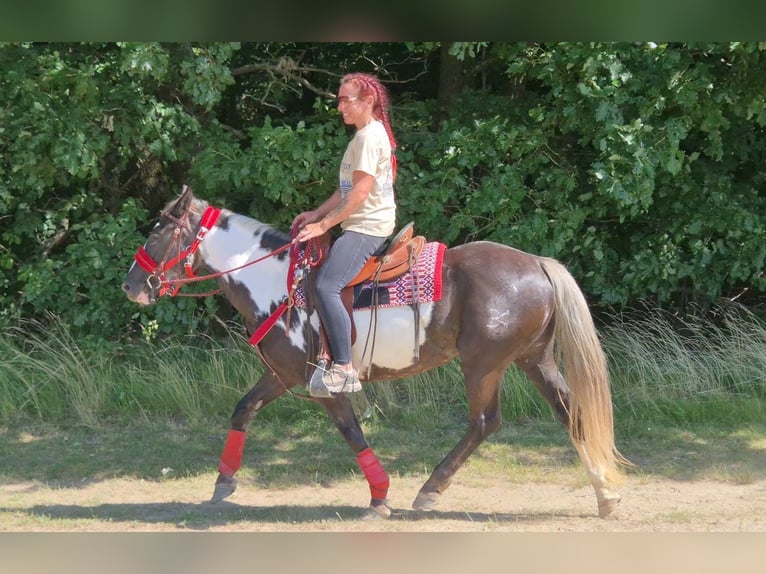 American Paint Horse Mare 7 years 14.2 hh Overo-all-colors in Linkenbach