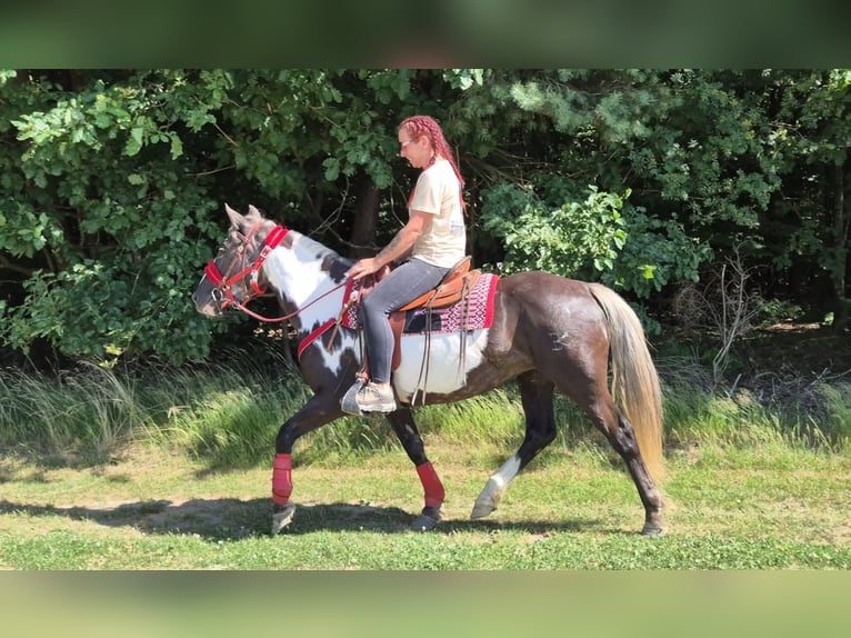 American Paint Horse Mare 7 years 14.2 hh Overo-all-colors in Linkenbach