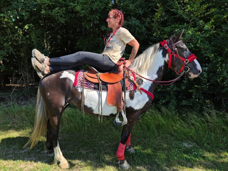 American Paint Horse Mare 7 years 14.2 hh Overo-all-colors in Linkenbach