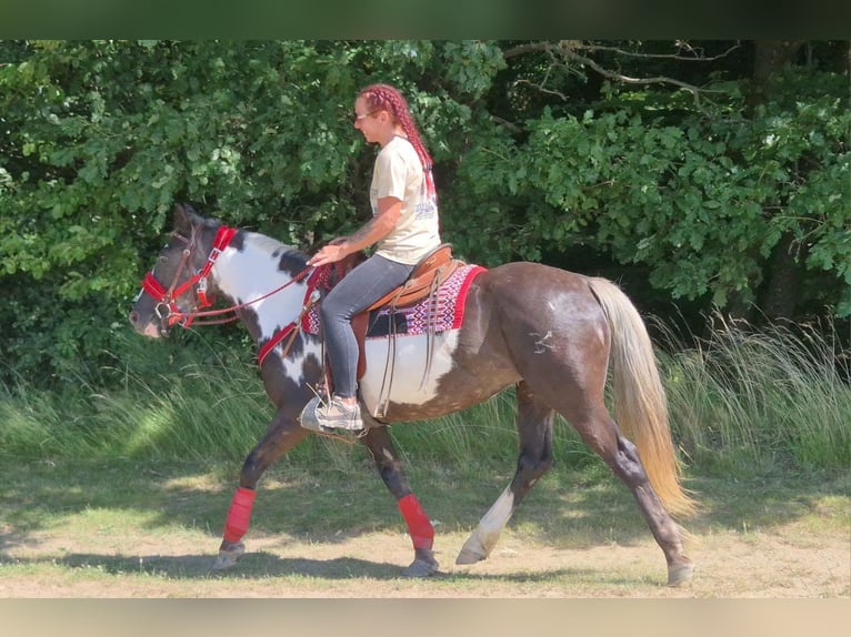 American Paint Horse Mare 7 years 14.2 hh Overo-all-colors in Linkenbach