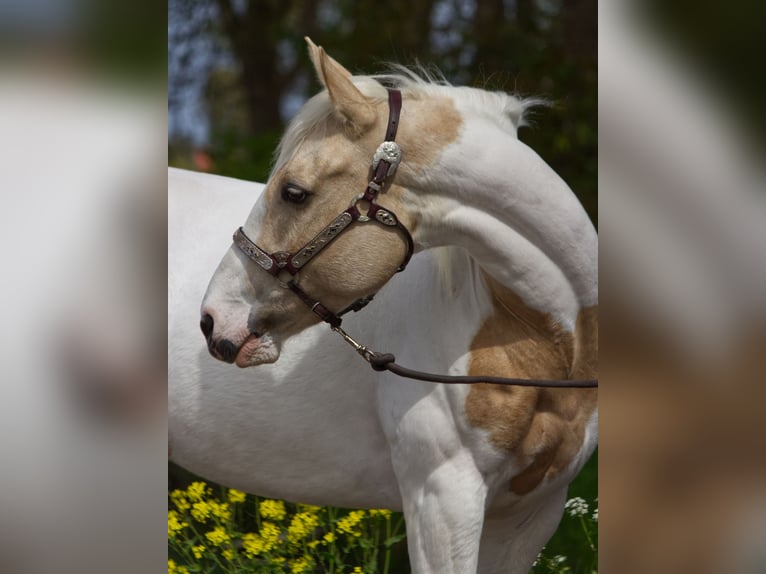 American Paint Horse Mare 7 years 14.2 hh Palomino in Oosthuizen