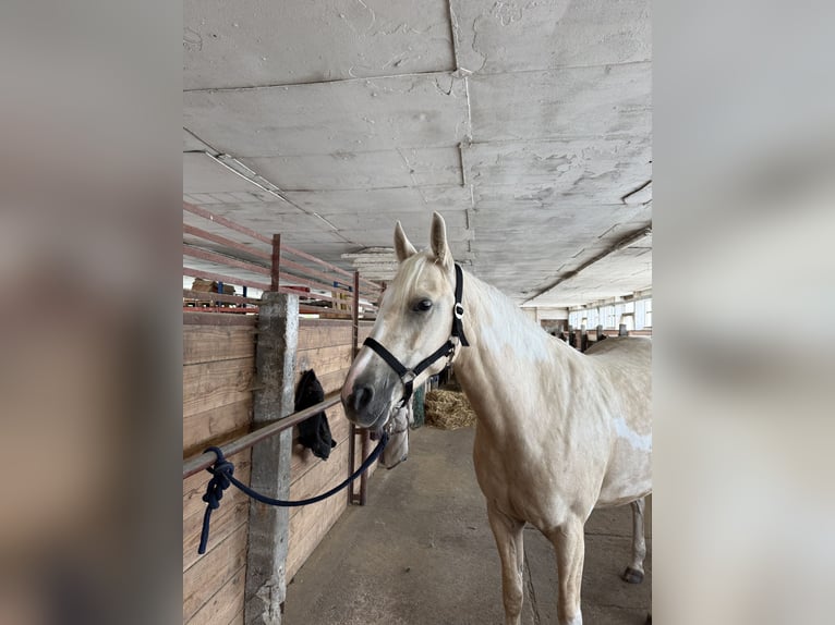 American Paint Horse Mix Mare 7 years 14.2 hh Palomino in Retschow