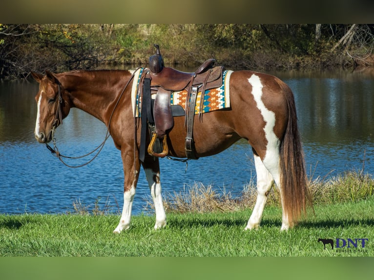 American Paint Horse Mare 7 years 14,3 hh Pinto in Henderson