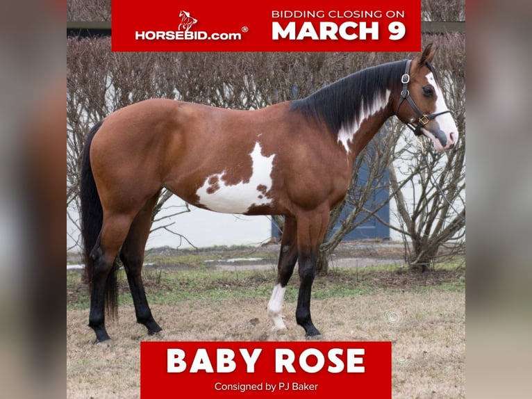 American Paint Horse Mare 7 years 14,1 hh Bay in La Grange