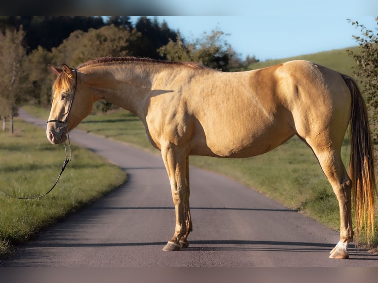 American Paint Horse Mare 7 years 14,2 hh Champagne in Öhningen