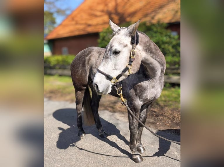 American Paint Horse Mare 7 years 14,2 hh Grey in Ahlerstedt