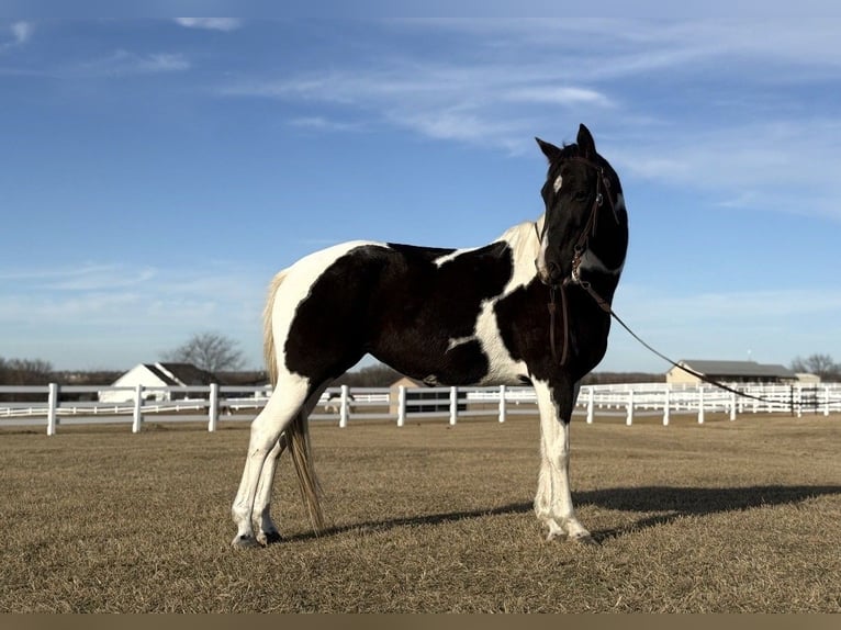 American Paint Horse Mare 7 years 14,3 hh Tobiano-all-colors in Mckinney