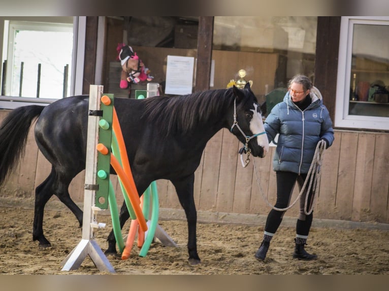 American Paint Horse Mix Mare 7 years 15.1 hh Black in Lünen