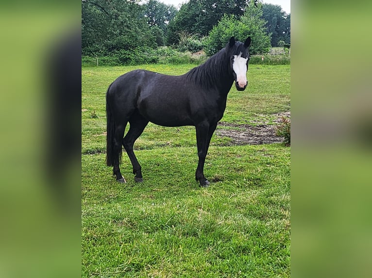 American Paint Horse Mix Mare 7 years 15.1 hh Black in Lünen