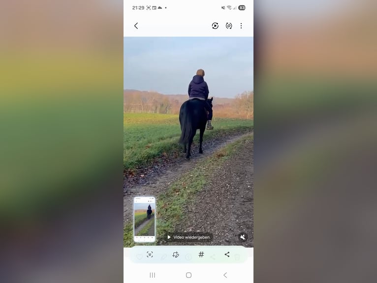 American Paint Horse Mix Mare 7 years 15.1 hh Black in Lünen