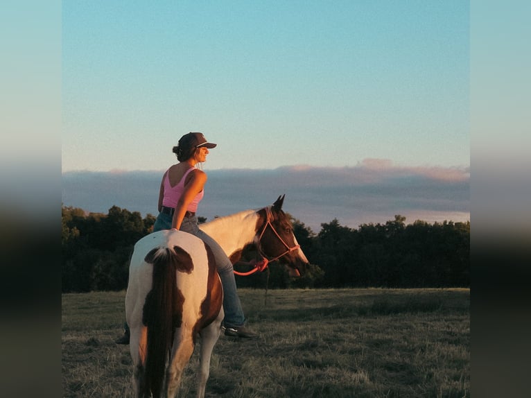 American Paint Horse Mare 7 years 15,2 hh Pinto in Macon