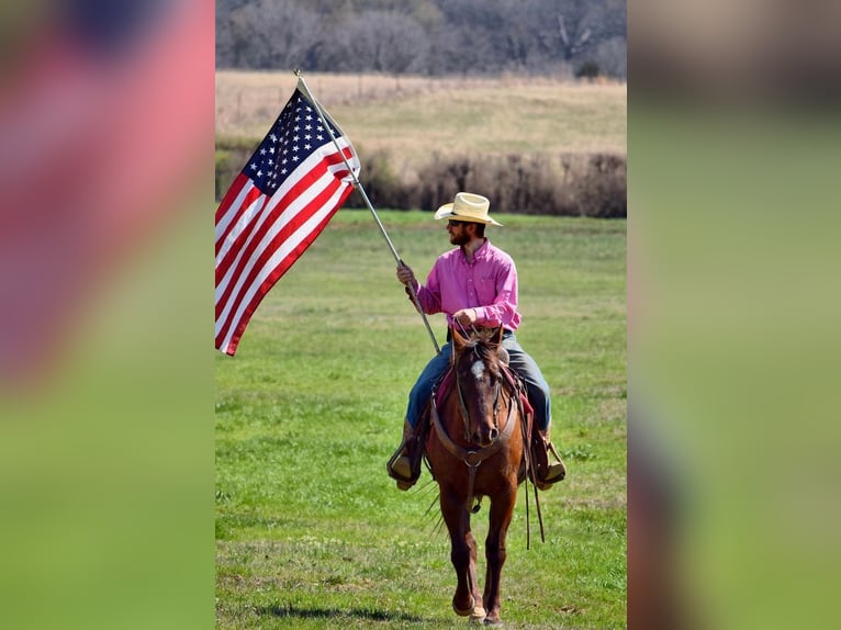 American Paint Horse Mare 7 years 15 hh Chestnut in Mccurtain