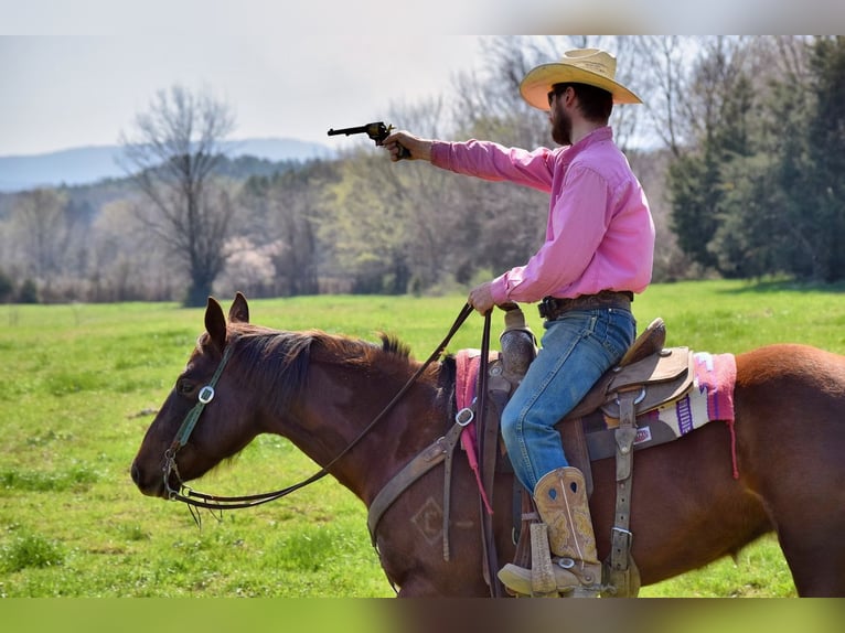 American Paint Horse Mare 7 years 15 hh Chestnut in Mccurtain