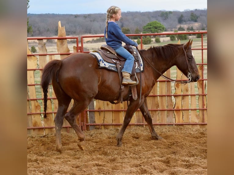 American Paint Horse Mare 7 years 15 hh Chestnut in Mccurtain