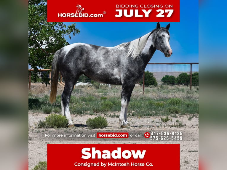 American Paint Horse Mare 7 years 15 hh Pinto in Roswell