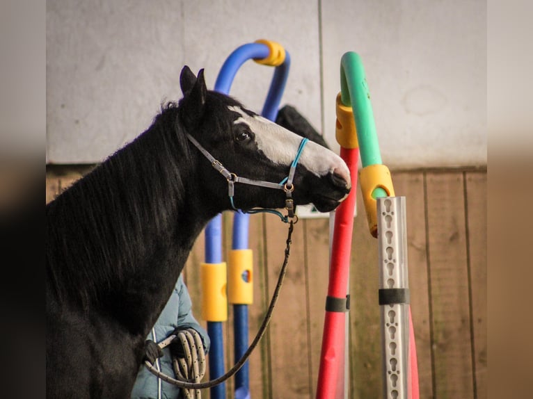 American Paint Horse Mix Mare 7 years 15,1 hh Black in Lünen
