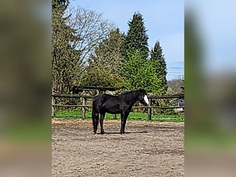 American Paint Horse Mix Mare 7 years 15,1 hh Black in Lünen