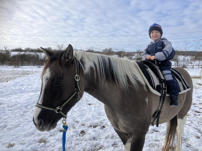 American Paint Horse Mare 7 years 15,2 hh Grullo in Nový Šaldorf-Sedlešovice - Sedlešovice