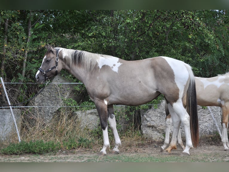 American Paint Horse Mare 7 years 15,2 hh Grullo in Nový Šaldorf-Sedlešovice - Sedlešovice