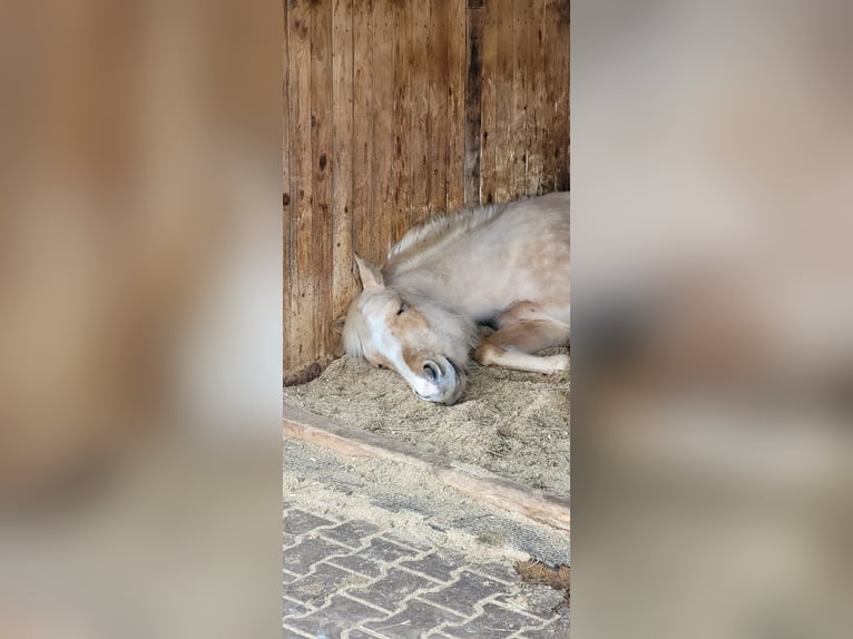 American Paint Horse Mare 7 years 15,2 hh Palomino in Tamm