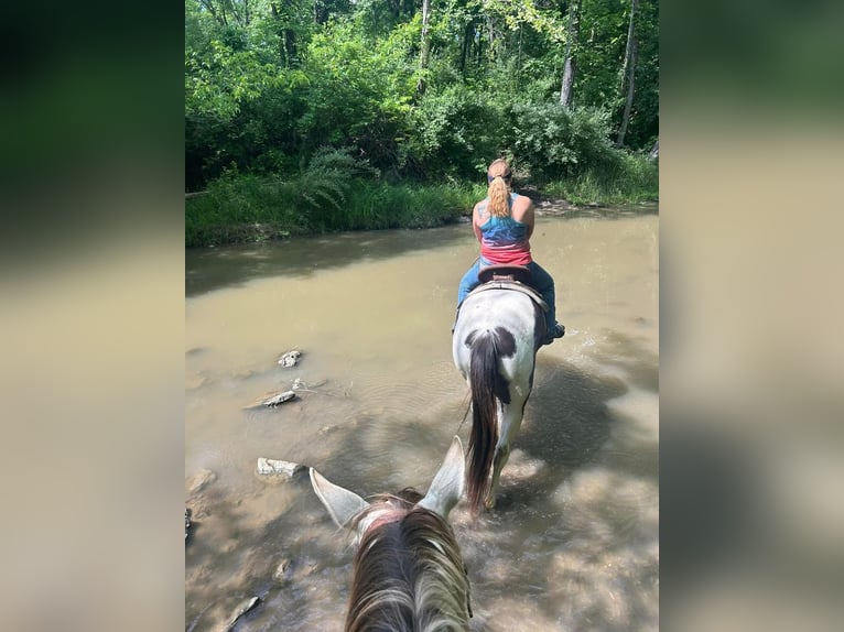 American Paint Horse Mare 7 years 15,2 hh Pinto in Macon