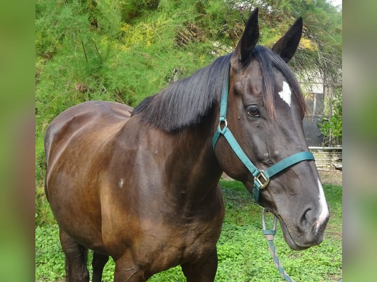 American Paint Horse Mare 7 years 16 hh Black in Delfshaven