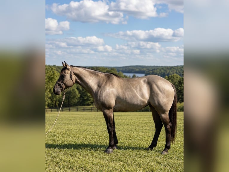 American Paint Horse Mare 7 years Grullo in Jasper